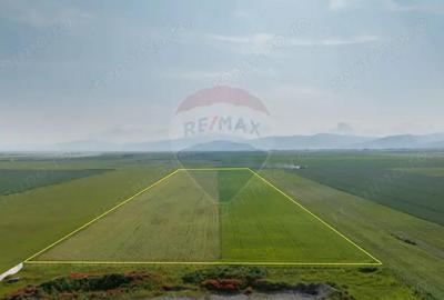Teren 42,000mp Tarlungeni / Strada Izvor - 3
