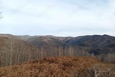 Teren de 10000 mp, în Luncșoara - 2