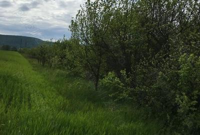 Teren de 6000 mp, în Cârnești - 2