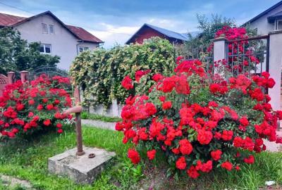 Casă cu 7 camere cu Teren 3000 Mp în Central - 13