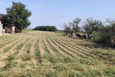 Teren de 2700 mp, în Belinț - 3