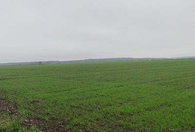 DJ200  Dascalu  Vanzare Suprafata Compacta 4,4 HA Teren Intravilan Mixt - 7