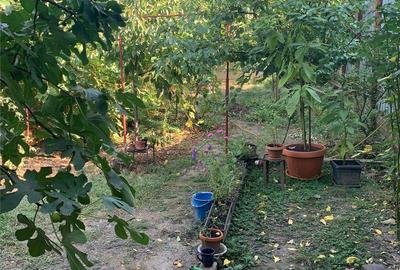 Casă cu 3 camere cu Teren 330 Mp în Cotroceni - 8