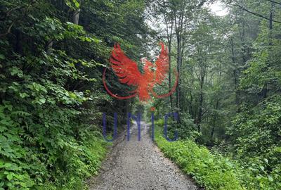 18000 mp de natura pura ,Lupeni, langa Straja 18000 mp de natura pura ,Lupeni, langa Straja - 33