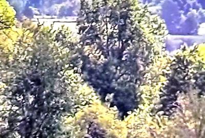 Casă cu 3 camere în Avram Iancu (Vârfurile) - 5