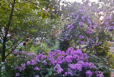 Casa renovata in Galsa, locatie foarte buna, bransamente la toate utilitatile - 3