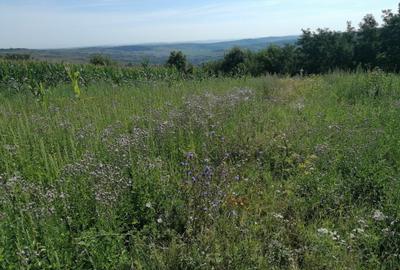 Spațiu comercial, în Chinteni - 1