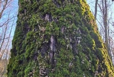 Casă nouă 3 camere 2 băi Parc Natural Comana Vlad Țepeș proprietar - 11