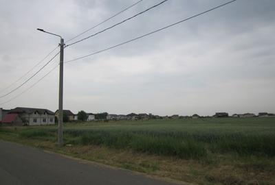 Domnesti-Narciselor - 7