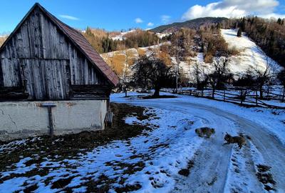 Teren intravilan Simon/Bran, 4318 mp , casuta intabulata, utilitati - 4