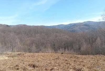 Teren de 10000 mp, în Luncșoara - 5