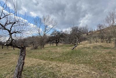 Spațiu comercial, în Malu cu Flori - 3