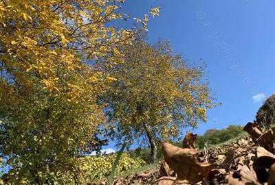 Casă cu 3 camere în Silivașu de Câmpie - 1