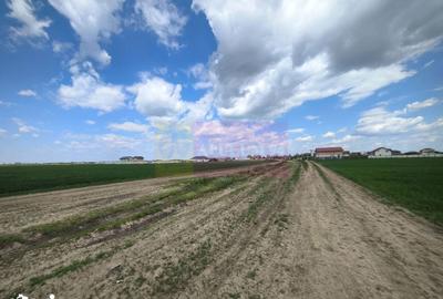 Teren de 12450 mp, în Cernica - 5