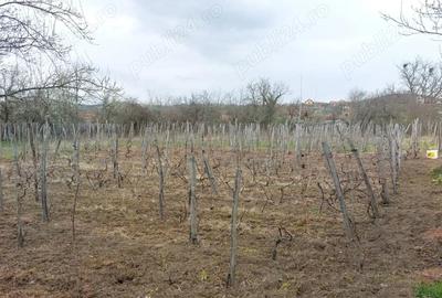 Casă cu 4 camere cu Teren 4000 Mp în Izvoru Bârzii - 5