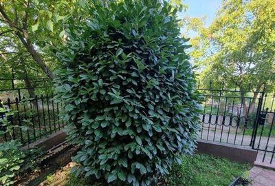 Casa Eoiscopia Bihor - 6