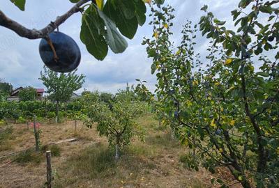 Casă cu 3 camere cu Teren 1500 Mp în Drislea - 4