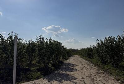 Spațiu comercial, în Păușa - 2