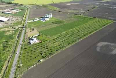 Livada de nuci ?i pruni 2.4ha in Varia?u Mare - 10