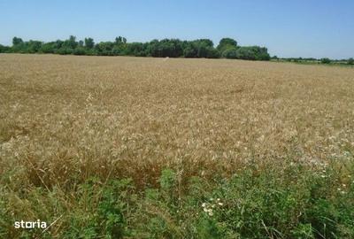 Spațiu comercial, în Domnești - 7