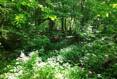 Teren de 900 mp, în Văliug - 13