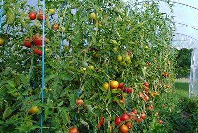 Casă cu 5 camere cu Teren 1800 Mp în Glăjărie