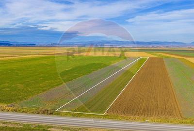 Teren de 10000 mp, în Tărlungeni - 4