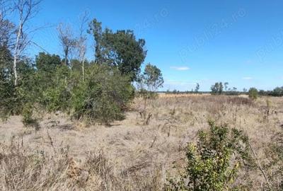 Teren de 2441 mp, în Uliești - 1