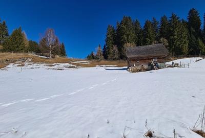 Teren situat langa padure de Vanzare - 4