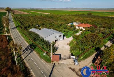 ID 7785 LIVADA SABANGIA DE VANZARE - 34