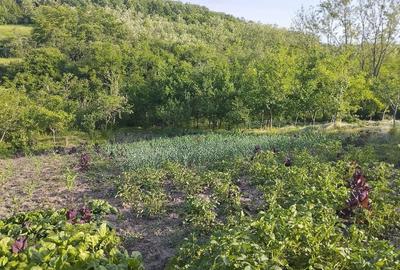 Casă cu Teren 2128 Mp în Totoești - 2