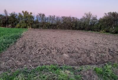 Teren intravilan Plataresti 1500 mp - 3