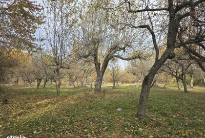 Casă cu 7 camere cu Teren 3800 Mp în Central - 2