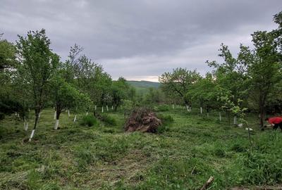 Casă cu 2 camere în Sic - 4