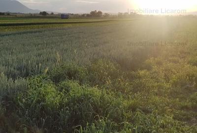 Teren Stupini Calea Feldioarei 4600 mp,22 euro/mp, front la asfalt - 3