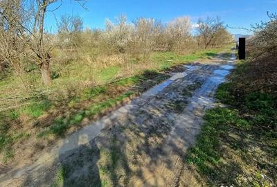Teren de 6000 mp, în Lăpuș - 2