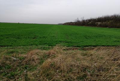 Teren agricol extravilan de 10000 mp, în Afumați - 5