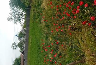 Casă cu 2 camere cu Teren 4191 Mp în Redea - 4