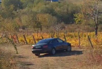 HUSI - Leosti 10 000 mp vie pe rod - Cabernet Sauvignon - 1