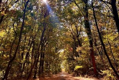 Direct Proprietar | Studio Modern in Greenfield Residence – Langa Padurea Baneas - 10