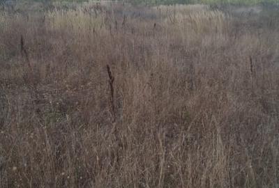 Balotesti - Saftica - Flamingo Park -476 mp Balotesti - Saftica - Flamingo Park -476 mp - 4