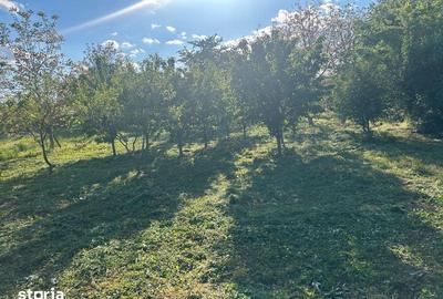 Teren de 1350 mp, în Bercu Roșu - 3