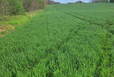 Teren Frumusani 4374 mp - 3