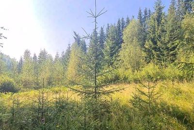 Teren de 6450 mp, în Neagra - 3