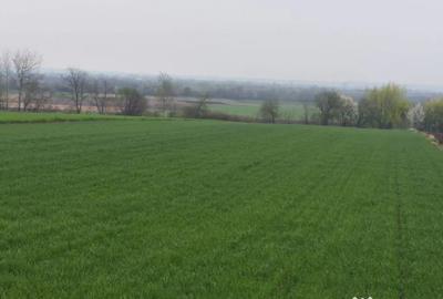 Teren de 6000 mp, în Horodnic - 6