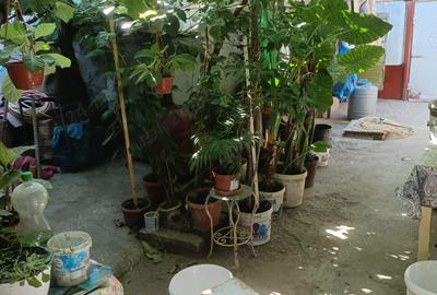 Vand casa zona Plantelor - 4