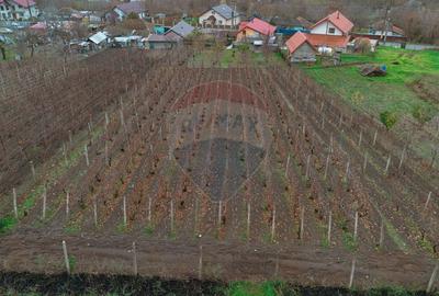 Casa de Om Gospodar - Costuleni - Gradina 1.830 mp -0% Comision 0% TVA - 13