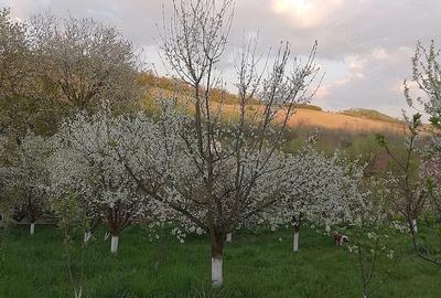 Casă cu 3 camere cu Teren 4434 Mp în Geaca - 1