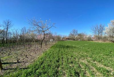 Teren de 4975 mp, în Belciug - 17
