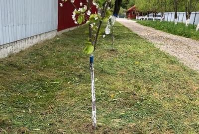 Casa si teren in zona Zizin   Comison standard - 5